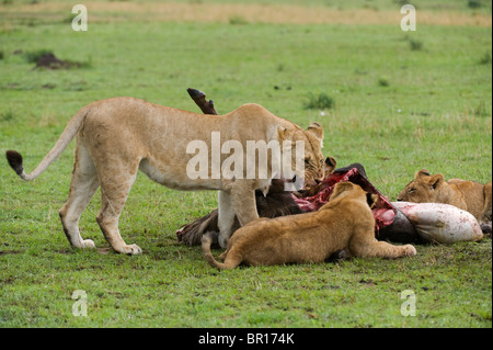 Pride of Lions sur un kill (Panthero leo), le Parc National du Serengeti, Tanzanie Banque D'Images