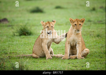 Panthero lionceaux jouant (Leo), le Parc National du Serengeti, Tanzanie Banque D'Images