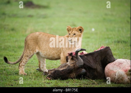 Lion cub sur un kill (Panthero leo), le Parc National du Serengeti, Tanzanie Banque D'Images