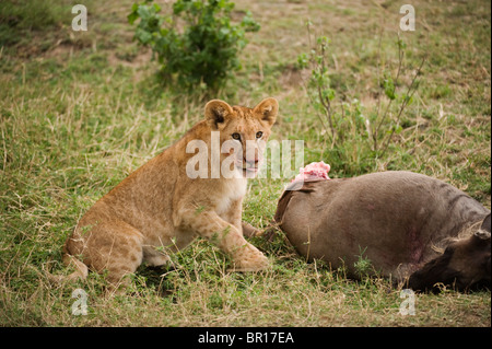 Lion cub sur un kill (Panthero leo), le Parc National du Serengeti, Tanzanie Banque D'Images