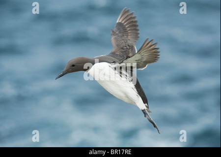 Guillemot de Troïl (Uria aalge) en vol, Îles Saltee, comté de Wexford, Irlande Banque D'Images