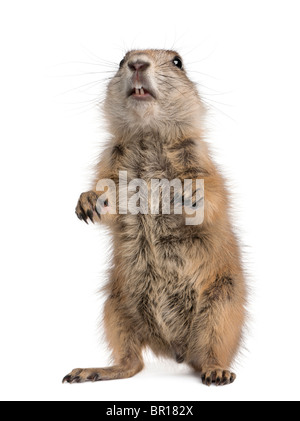 Chien de prairie, Cynomys ludovicianus, debout sur ses pattes de in front of white background Banque D'Images