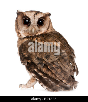 Jeune Indien Scops (Otus bakkamoena, in front of white background Banque D'Images