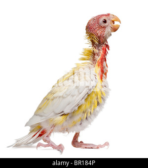 Rosella Platycercus eximius orientale, in front of white background Banque D'Images