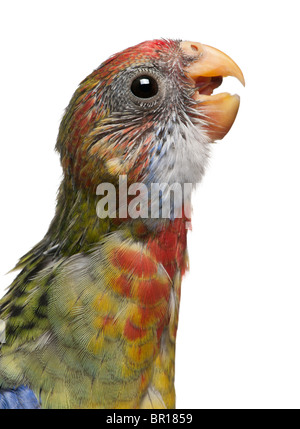 Rosella Platycercus eximius orientale, in front of white background Banque D'Images