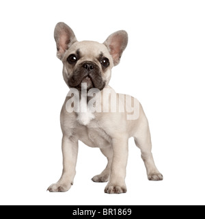 Portrait de bouledogue français standing in front of white background Banque D'Images