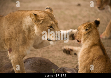 Avec Lion cub sur un kill (Panthero leo), le Parc National du Serengeti, Tanzanie Banque D'Images