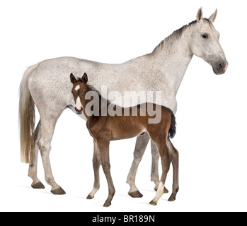 Jument et son poulain, 14 ans et 20 jours, in front of white background Banque D'Images