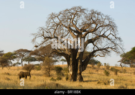À côté de l'eléphant d'Afrique baobab (Loxodonta africana africana), Parc national de Tarangire, Tanzanie Banque D'Images