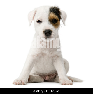 Parson Russell Terrier puppy sitting in front of white background Banque D'Images