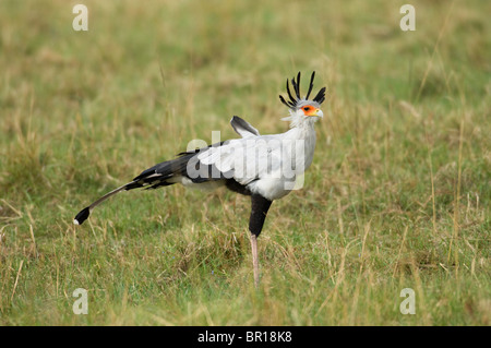 Sagittarius serpentarius (Secretarybird), Parc National de Serengeti, Tanzanie Banque D'Images
