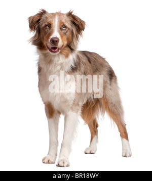 Chien de berger australien, debout devant un fond blanc Banque D'Images