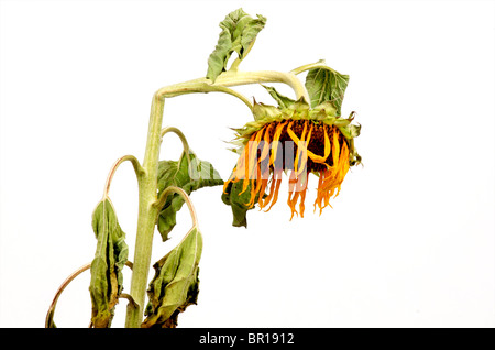 Les tournesols fanés. Banque D'Images