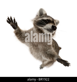 Le Raton laveur debout sur ses pattes de in front of white background Banque D'Images