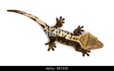 High angle view of New Caledonian Crested Gecko, Rhacodactylus ciliatus, against white background Banque D'Images