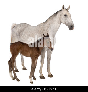 Jument et son poulain, 14 ans et 20 jours, in front of white background Banque D'Images