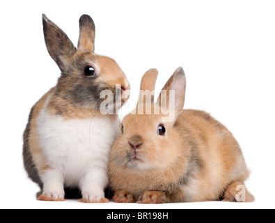 Portrait de lapin européen, Oryctolagus cuniculus, in front of white background Banque D'Images