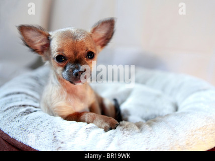 Longhair Mini chihuahua chiot avec 12 semaines couché dans son lit Banque D'Images