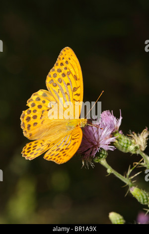 Silver-lavé Fritillary butterfly en Grèce Banque D'Images