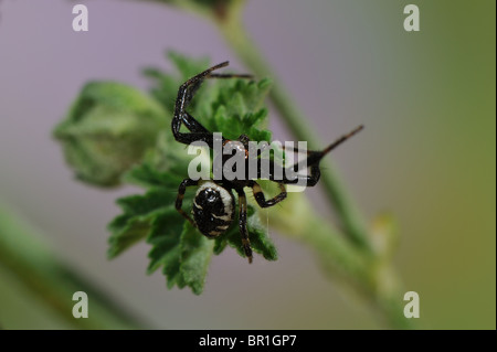 Araignée crabe Napoléon (Synaema globosum Synema globosum) - mâle sur l'fleurissent en printemps - Vaucluse - Provence - France Banque D'Images