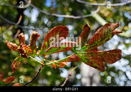 Orange et feuilles vertes sur l'arbre Banque D'Images