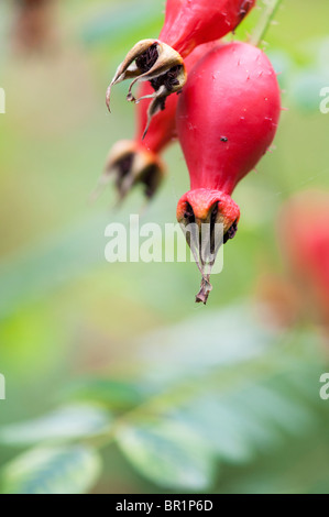 Rosa Moyesii, géranium, sur un buisson d'églantier Banque D'Images