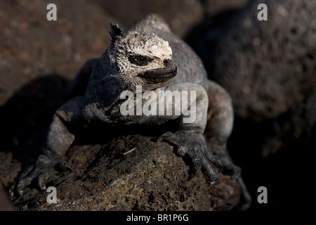 Un jeune iguane marin avec un rare, fonction semblable à un masque sur son visage, un resemblnig, catcheur mexicain prend dans le soleil du soir sur le SAN Banque D'Images