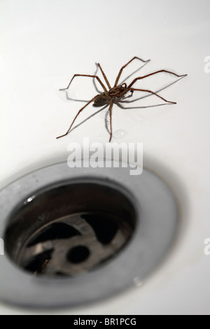 Chambre / salle de bain : Araignée Tegenaria Duellica (AKA Tegenaria gigantea) à côté de plughole Banque D'Images