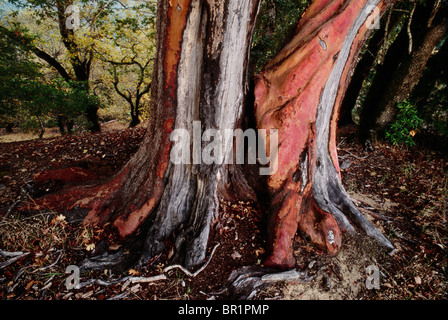 Paysage, vieux tronc tee madrone dans un parc d'État de Californie Banque D'Images