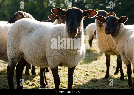 Les moutons de race Suffolk Mule Banque D'Images