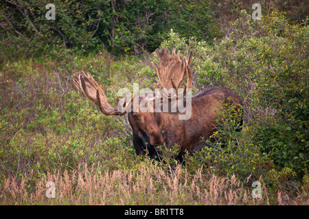 Bull Moose, le parc national Denali, en Alaska. Banque D'Images