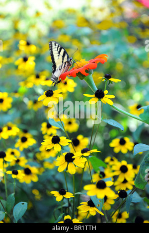 Easter Tiger Swallowtail butterfly sur fleurs jaune Banque D'Images