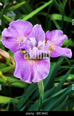 Iris sibirica 'Dawn Waltz' Iris de Sibérie violet fleur fleurs plantes plantes de jardin Banque D'Images