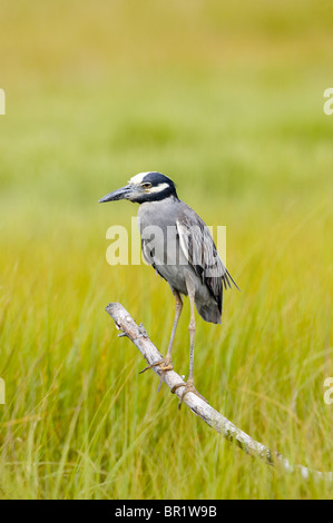 Bihoreau gris Serin adultes perché sur une branche dans un marais Banque D'Images