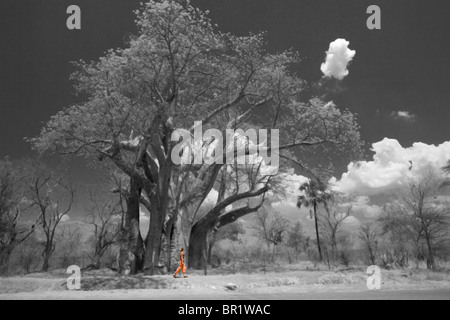 Une jeune femme examine l'énormité d'un Africain baobab près de Victoria Falls, Zimbabwe (noir et blanc couleur isolé). Banque D'Images