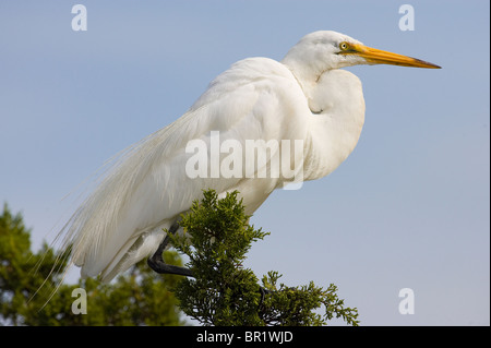 Des profils Grande Aigrette perchée dans un arbre Banque D'Images