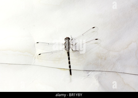 Dans la lampe Dragon Fly Banque D'Images