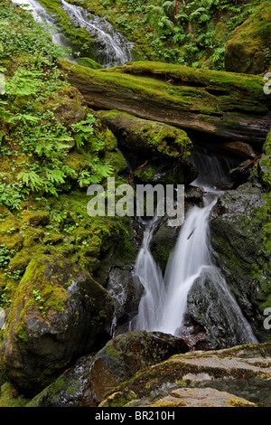 Bunch Creek Falls est situé dans la forêt tropicale de Quinault Olympic National Park. Banque D'Images