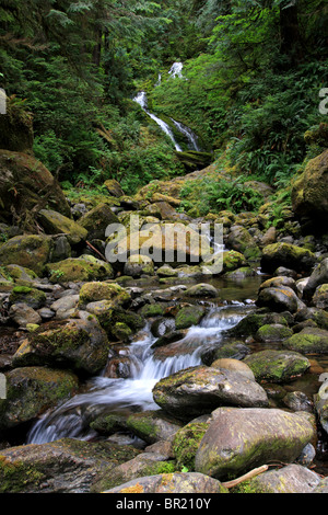 Bunch Creek Falls est situé dans la forêt tropicale de Quinault Olympic National Park. Banque D'Images