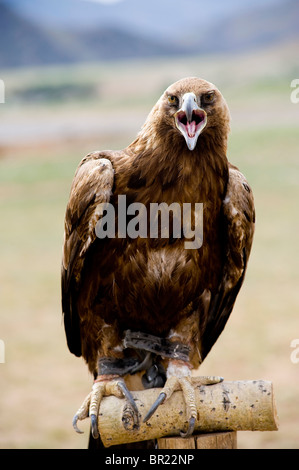 Golden Eagle criant assis sur un poteau Banque D'Images