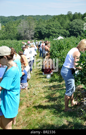 La cueillette des bleuets sur le bleuet farm, New England, New York, USA Banque D'Images