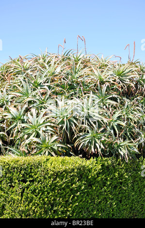 Les plantes cultivées à la Mission Santa Barbara, Californie, États-Unis Banque D'Images