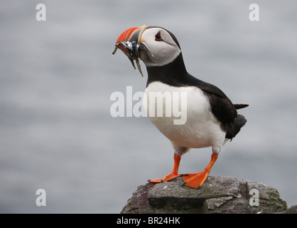 Macareux moine (Fratercula arctica) avec des lançons dans son bec. Iles Farne, Northumberland, Angleterre. Banque D'Images