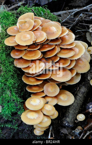 Deux tons de Pholiota : Kuehneromyces mutabilis Banque D'Images