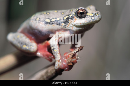 Grenouille reed peint Banque D'Images