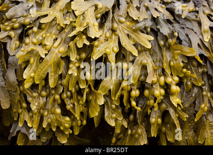 Algues fucus vésiculeux (Fucus vesiculosus) croissant sur une plage écossaise, Ecosse, Royaume-Uni Banque D'Images