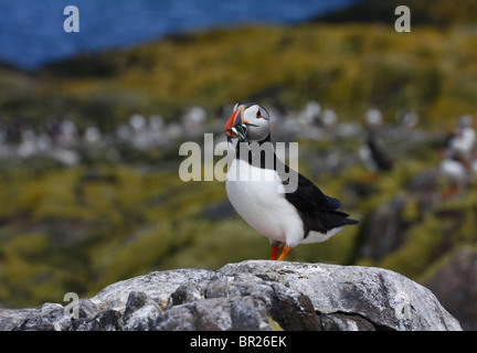 Macareux moine (Fratercula arctica) avec des lançons dans son bec. Photographié dans les îles Farne, Northumberland, Angleterre. Banque D'Images