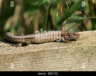 Lézard vivipare ou commune mâle, Zootoca vivipara, (anciennement Lacerta vivipara), Lacertidae, Lacertilia, Squamata, Reptilia. Banque D'Images
