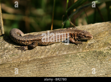 Lézard vivipare ou commune mâle, Zootoca vivipara, (anciennement Lacerta vivipara), Lacertidae, Lacertilia, Squamata, Reptilia. Banque D'Images