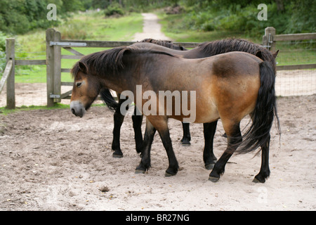 Poneys Exmoor, Rammamere Heath SSSI, Bedfordshire. Rares, en voie de disparition race de cheval, Equus ferus caballus, équidés. Banque D'Images